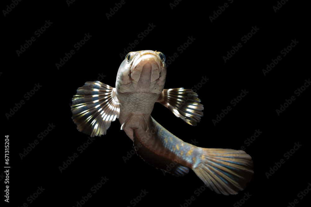 Channa pulchra is a species of snakehead fish in the family Channidae