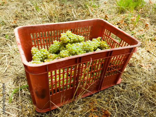 Harvesting grapes in vineyards photo