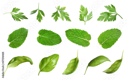 Set with different greens isolated on white. Mint, basil and parsley