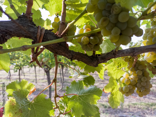 Harvesting grapes in vineyards