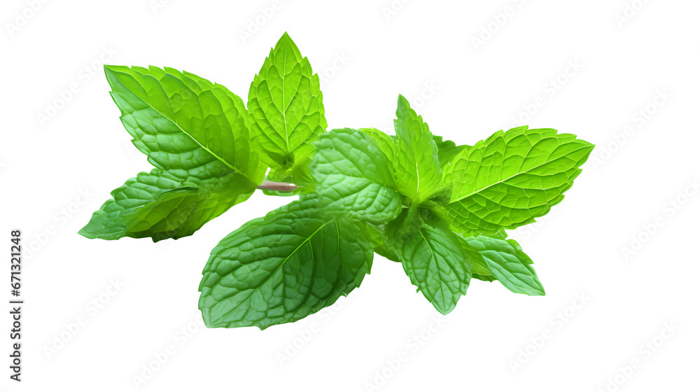Mint leaves on transparent background Mint leaves on transparent background