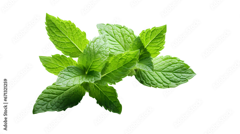 Mint leaves on transparent background Mint leaves on transparent background