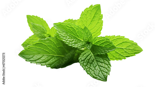 Mint leaves on transparent background