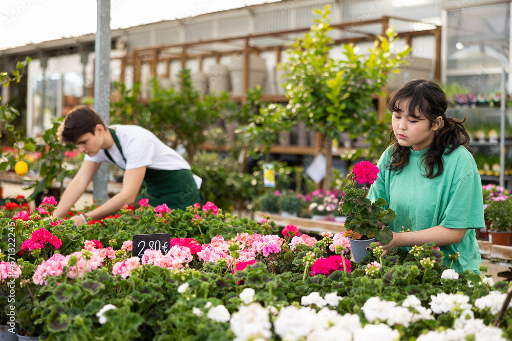 Interested young Asian girl choosing bright colorful potted geraniums for home decoration in garden store..