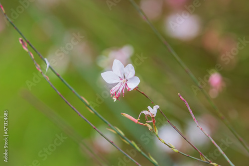 Gaura with white petals found in a botanical garden. Lindheimer's beeblossom, white gaura, Lindheimer's clockweed, Indian feather, Oenothera lindheimeri photo