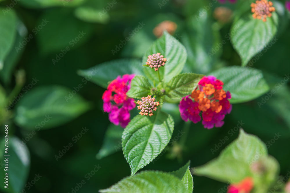 Lantana camara blooms in a variety of colors. Common lantana Lantana camara blooms in a variety of colors. Common lantana