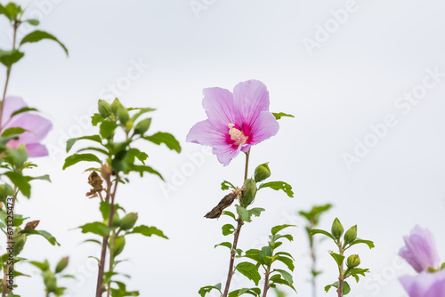 Rose of Sharon with pink petals that grow straight out. mugunghwa, Hibiscus syriacus - Chilbo