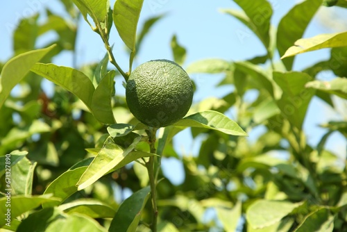 Unripe green tangerine growing on tree outdoors, space for text. Citrus fruit