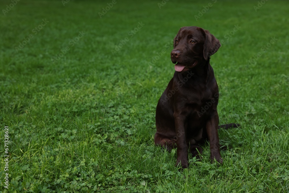 Adorable Labrador Retriever dog sitting on green grass in park, space for text Adorable Labrador Retriever dog sitting on green grass in park, space for text