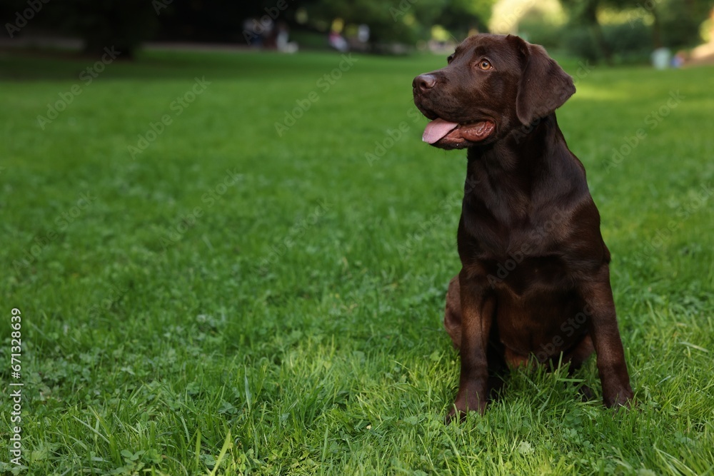Adorable Labrador Retriever dog sitting on green grass in park, space for text Adorable Labrador Retriever dog sitting on green grass in park, space for text