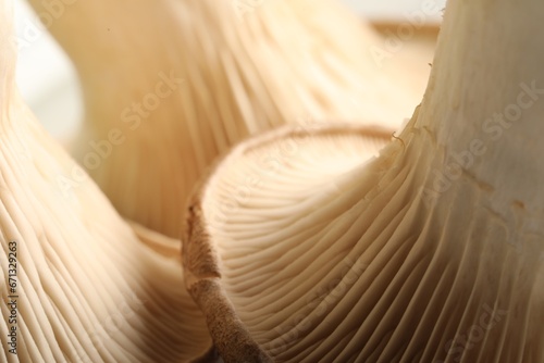 Fresh oyster mushrooms on blurred background, macro view