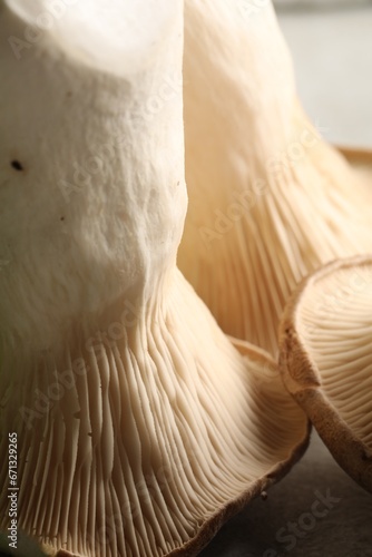 Fresh oyster mushrooms on blurred background, macro view