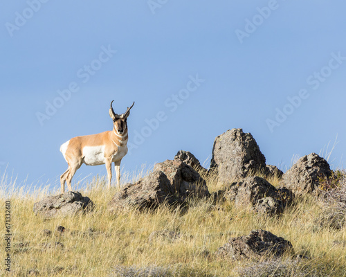 A pronghorn buck stands in Wyoming s evening light.