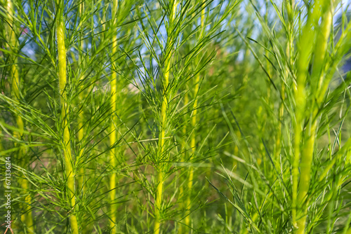 Close up view of Artemisia capillaris or Virgate wormwood, a chinese herb plant for alternative medicina. Nature theme, green foliage background, full frame photo