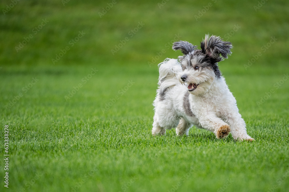 Cute puppy's ears flop as he runs in field Cute puppy's ears flop as he runs in field