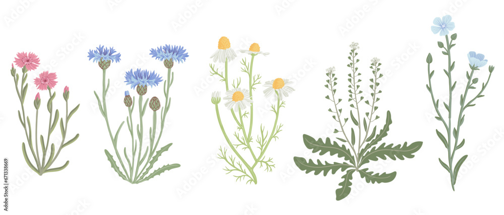 maiden pink, blue cornflower, chamomile, shepherd's purse and flax, field flowers, vector drawing wild plants at white background, floral elements, hand drawn botanical illustration - obrazy, fototapety, plakaty 