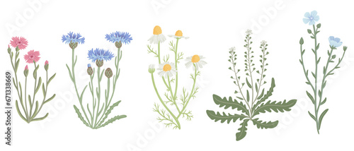 maiden pink, blue cornflower, chamomile, shepherd's purse and flax, field flowers, vector drawing wild plants at white background, floral elements, hand drawn botanical illustration