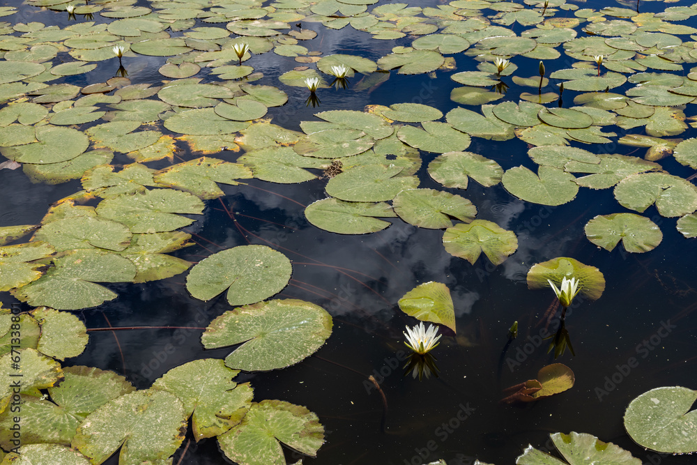 Aquatic plants floating in the lake with small flowers. Aquatic plants floating in the lake with small flowers.