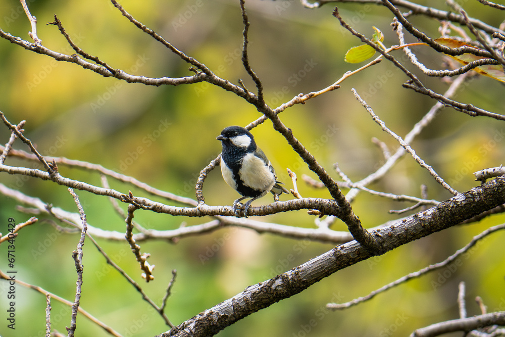 Fototapeta premium シジュウカラ