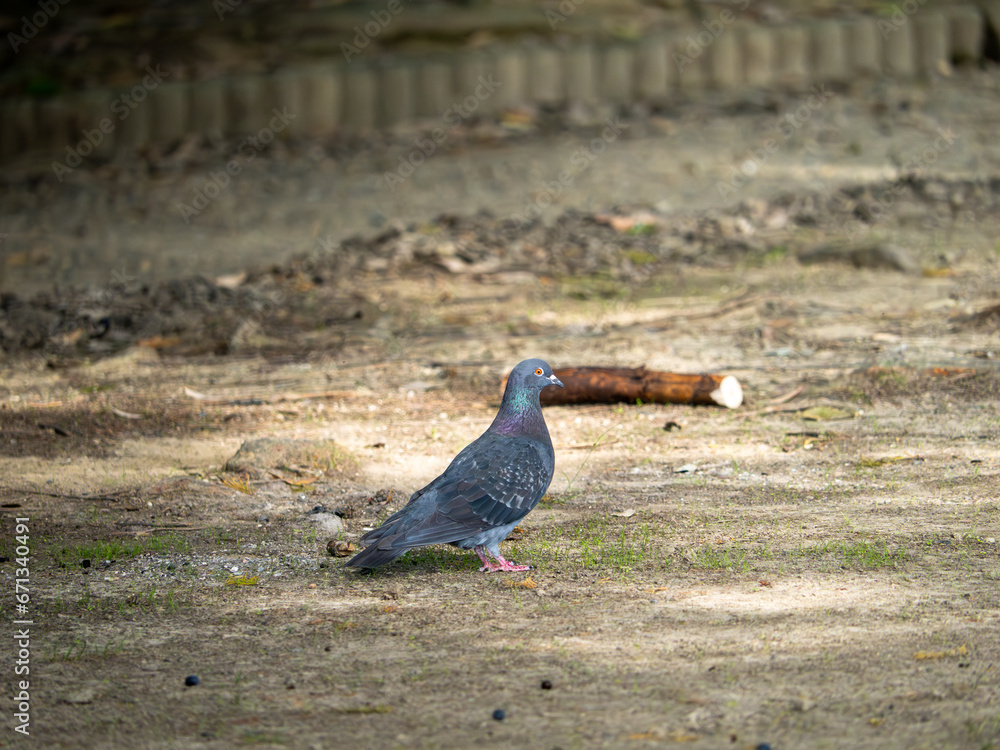 Obraz premium ドバト