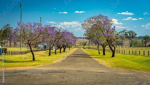 Photos Blossoming jacaranda trees in South Grafton, NSW, Australia