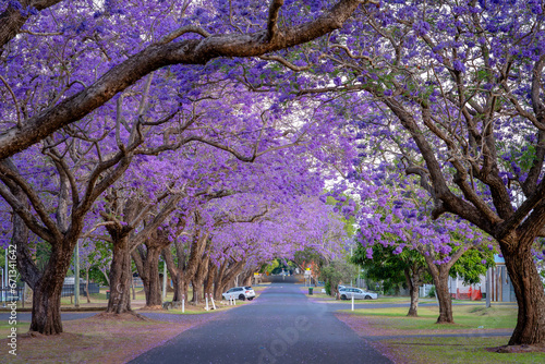 Canvas Print Blossoming jacaranda trees in Grafton, NSW, Australia