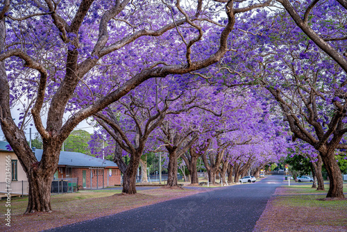 Cuadro en lienzo Blossoming jacaranda trees in Grafton, NSW, Australia