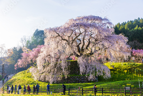 奈良県宇陀市 満開の又兵衛桜 