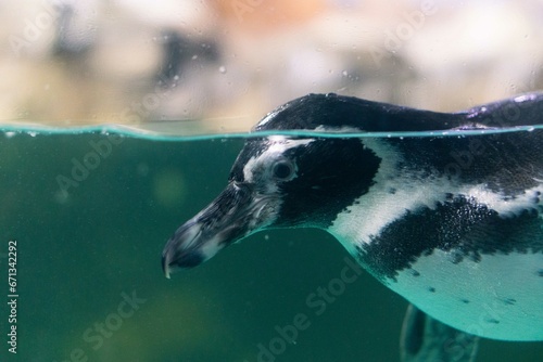 a penguin swimming in the water with its head above the water's surface and under the water surface