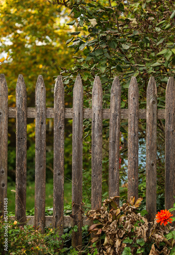 wooden fence stands tall, weathered by time, a symbol of protection and boundaries. Warm sunlight enhances its rustic charm in a serene garden setting