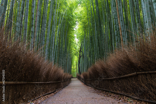日本の風景　京都嵯峨嵐山　竹林の小径 photo