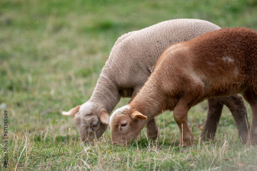 Flock of sheep in the Pyrenees in autumn in the countryside. Flock of sheep in the Pyrenees in autumn in the countryside.