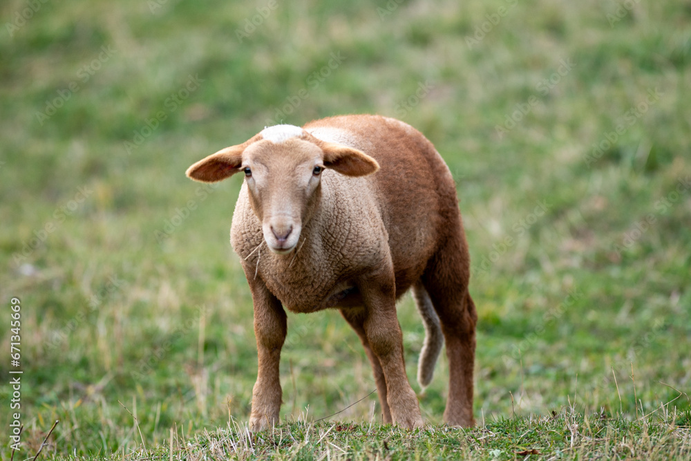 Flock of sheep in the Pyrenees in autumn in the countryside. Flock of sheep in the Pyrenees in autumn in the countryside.
