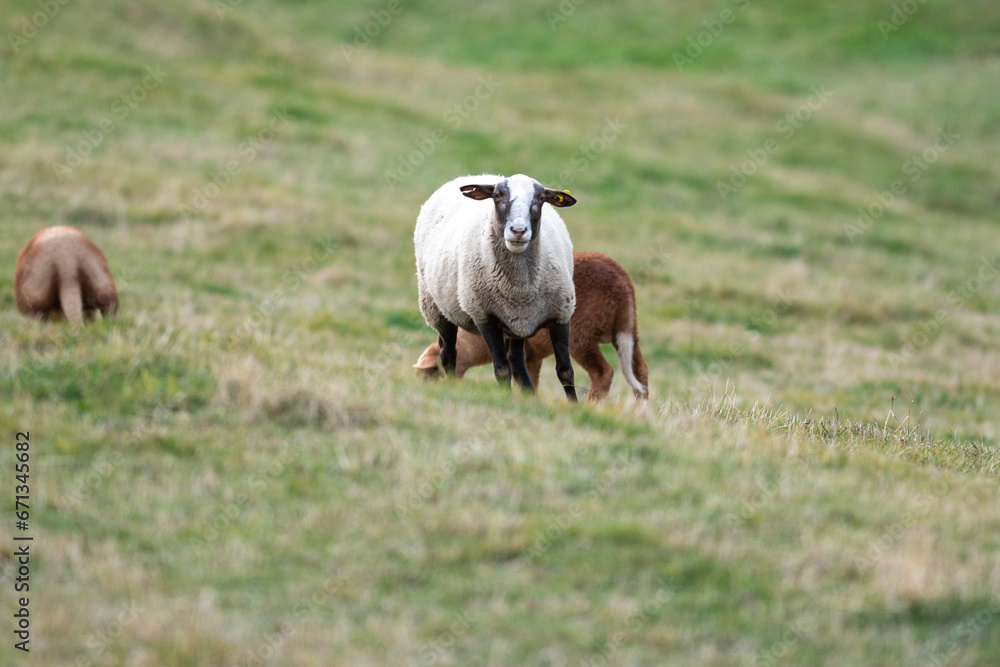 Flock of sheep in the Pyrenees in autumn in the countryside. Flock of sheep in the Pyrenees in autumn in the countryside.