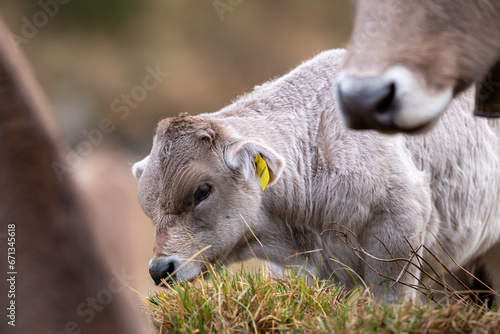 Cows in the Pyrenees in autumn in the countryside..