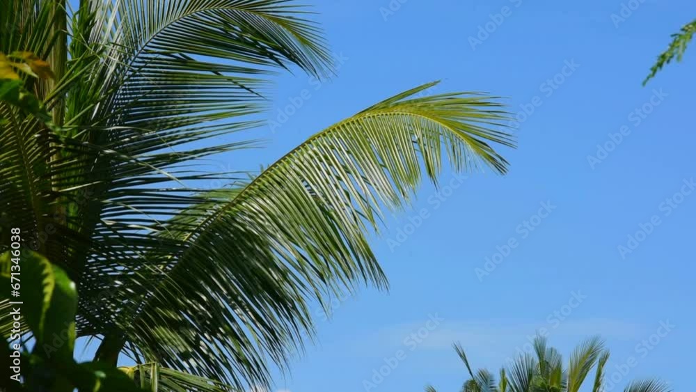 Palm leafs sway in the wind against a blue sky with clouds. A tropical forest Palm leafs sway in the wind against a blue sky with clouds. A tropical forest