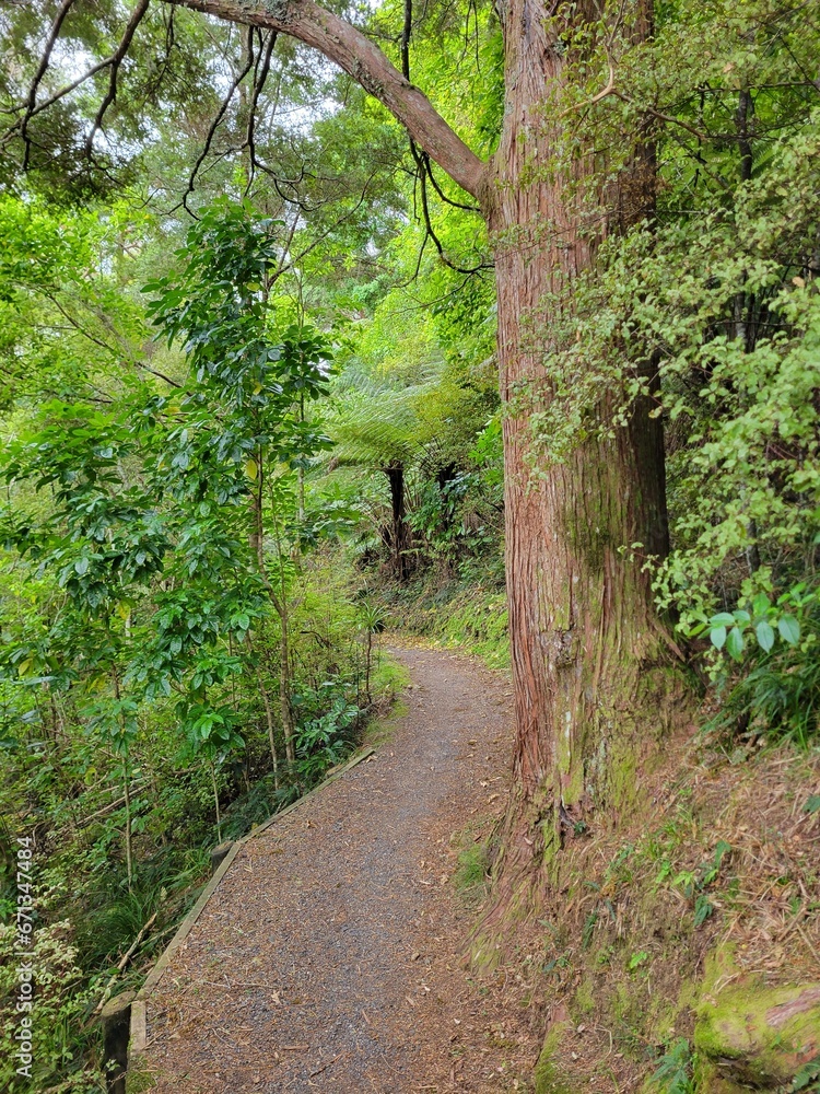 Bay of Islands Trail in Beautiful Natural Forest - Bay of Islands, New Zealand