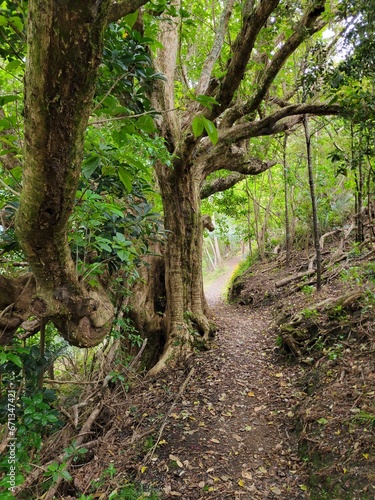 Bay of Islands Trail in Beautiful Natural Forest - Bay of Islands, New Zealand