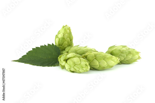 Hops seed cones or strobiles isolated on white