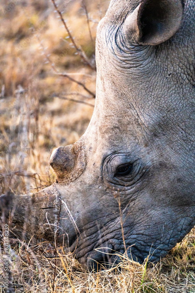 Rhinoceros in a private reserve in Kruger park in South Africa Rhinoceros in a private reserve in Kruger park in South Africa