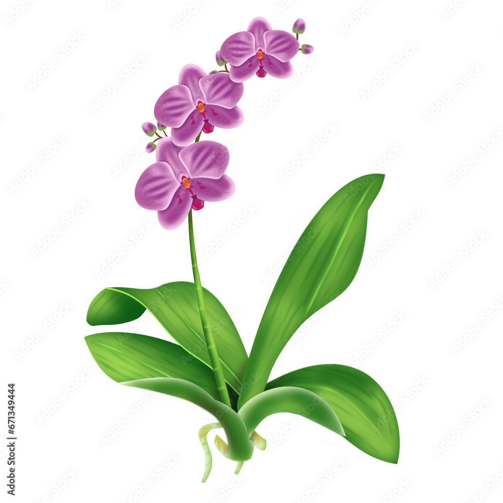 pink orchid isolated on white