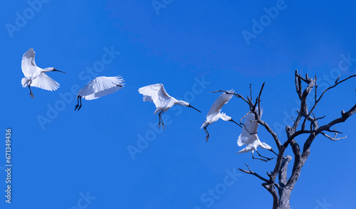 Konstfotografi Continuous motion of a black-faced spoonbill landing on a tree