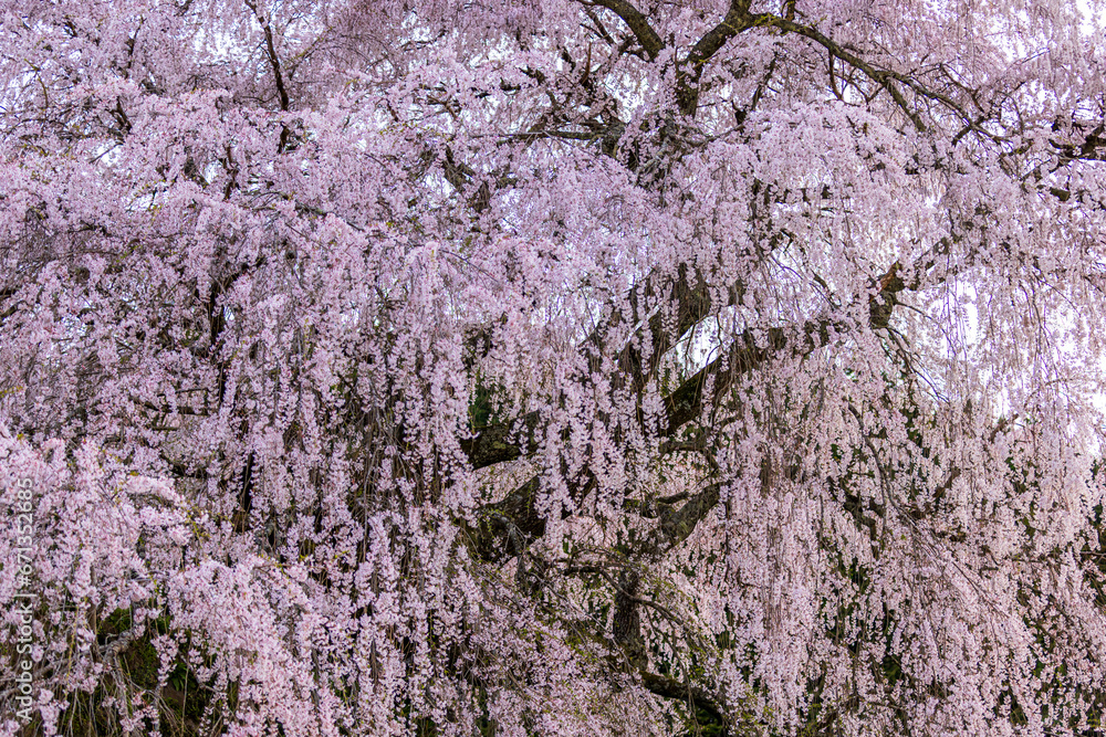 奈良県宇陀市 満開の又兵衛桜
奈良県宇陀市 満開の又兵衛桜