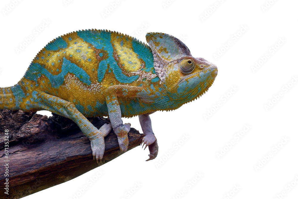 Fototapeta premium Veiled chameleon on a tree branch