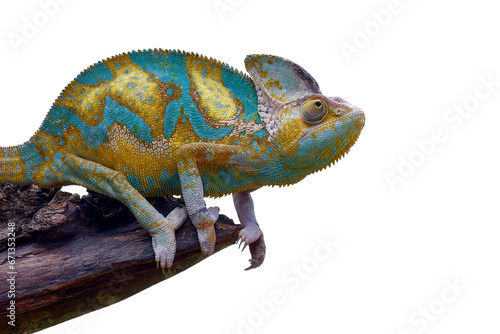 Veiled chameleon on a  tree branch © DS light photography