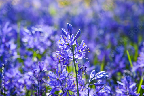 Billede på lærred Camassia quamash Flowers - Field of Purple Common camas Wildflowers in a Garry O