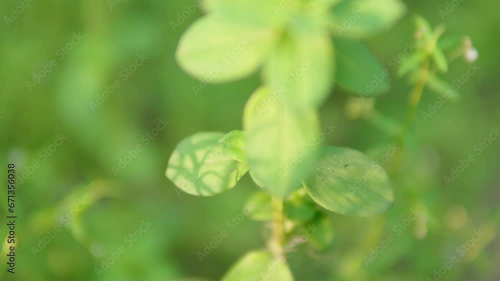 A striking beautiful close-up of vibrant Indian vegetation against a captivating and artistic blurred background, that creates a shot with a lot low focal distance, creating a vibrant bhoke. A striking beautiful close-up of vibrant Indian vegetation against a captivating and artistic blurred background, that creates a shot with a lot low focal distance, creating a vibrant bhoke.