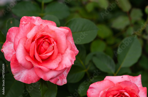  Rose. Flowers. A beautiful rose bloomed in the garden.