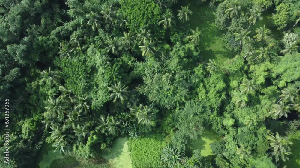 Aerial view shot of vast green forest.