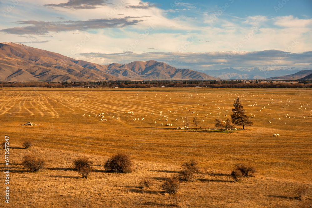 Obraz premium Sheep farming in the McKenzie Country. Taken from standing on the banks of Pukaki Canal Rd. just outside Twizel with a backdrop of the Mountains